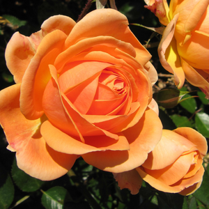 Vrtnice Floribunda - Roza - Perfect Pet™ - 